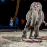 Фото Цирковая программа  Цирк огромных зверей